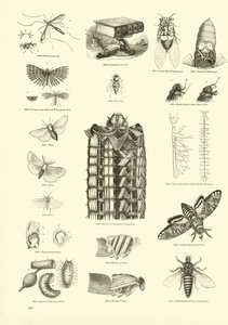 Página de The Pictorial Museum of Animated Nature