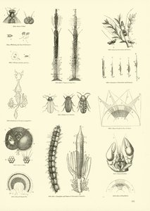 Página de The Pictorial Museum of Animated Nature