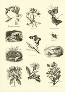 Página de The Pictorial Museum of Animated Nature