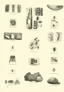 Página de The Pictorial Museum of Animated Nature