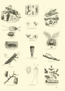 Página de The Pictorial Museum of Animated Nature