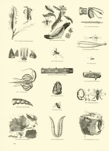 Página de The Pictorial Museum of Animated Nature