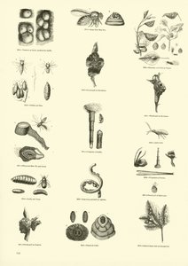 Página de The Pictorial Museum of Animated Nature