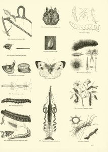 Página de The Pictorial Museum of Animated Nature