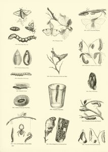 Página de The Pictorial Museum of Animated Nature