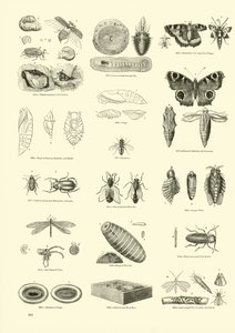 Página de The Pictorial Museum of Animated Nature