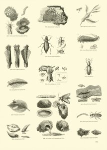 Página de The Pictorial Museum of Animated Nature