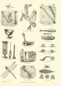 Página de The Pictorial Museum of Animated Nature de English School
