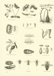 Página de The Pictorial Museum of Animated Nature