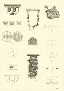 Página de The Pictorial Museum of Animated Nature