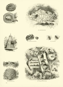 Página de The Pictorial Museum of Animated Nature