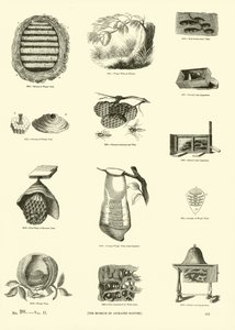 Página de The Pictorial Museum of Animated Nature