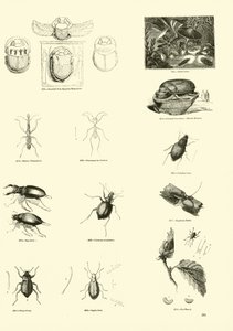 Página de The Pictorial Museum of Animated Nature