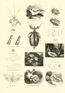 Página de The Pictorial Museum of Animated Nature