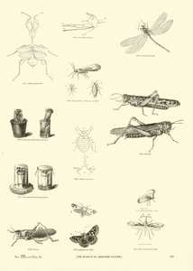Página de The Pictorial Museum of Animated Nature