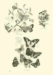 Página de The Pictorial Museum of Animated Nature