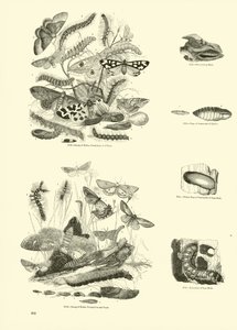 Página de The Pictorial Museum of Animated Nature