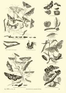 Página de The Pictorial Museum of Animated Nature