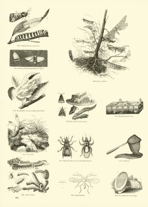Página de The Pictorial Museum of Animated Nature