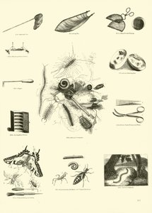 Página de The Pictorial Museum of Animated Nature