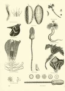 Página de The Pictorial Museum of Animated Nature