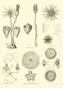 Página de The Pictorial Museum of Animated Nature