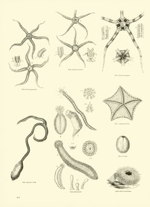 Página de The Pictorial Museum of Animated Nature