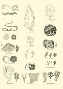 Página de The Pictorial Museum of Animated Nature