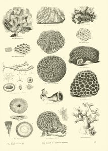 Página de The Pictorial Museum of Animated Nature