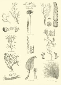 Página de The Pictorial Museum of Animated Nature
