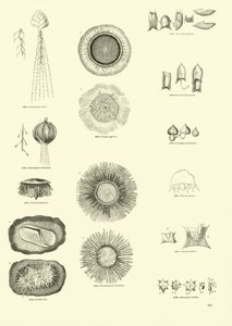 Página de The Pictorial Museum of Animated Nature