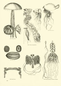 Página de The Pictorial Museum of Animated Nature