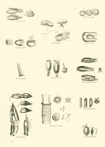 Página de The Pictorial Museum of Animated Nature de English School