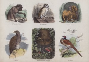 Página do Livro de Imagens Atraente (gravação a cores) de English School