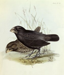 Par de Geospiza Magnirostris, da Zoologia da Viagem do HMS Beagle 1832-36 por Charles Darwin (1809-92), 1840 Londres de English School