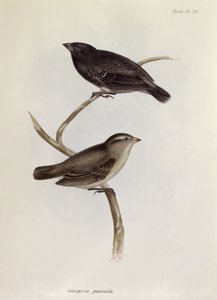 Par de Geospiza Parvula, ilustração da Zoologia da Viagem do HMS Beagle, 1832-36, por Charles Darwin (1809-92), 1840 de English School