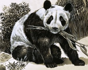 Panda de English School