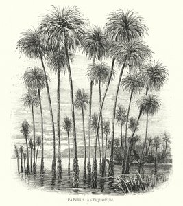 Papyrus Antiquorum (gravura) de English School