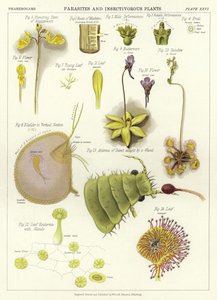 Parasitas e plantas insetívoras