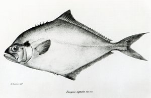 Paropsis Signata, prato 13 de "A Zoologia da Viagem do HMS Beagle, 1832-36" de Charles Darwin de English School