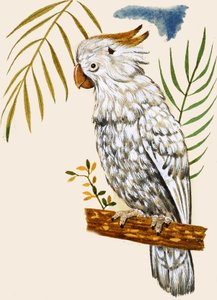 Papagaio de English School