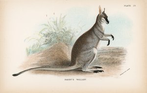 Wallaby Parry de English School