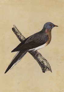 Pombo-passageiro (litografia a cores) de English School