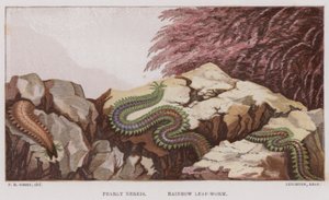 Nereis Pérola, Minhoca de Folha Arco-Íris (cor litho) de English School