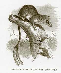 Árvore-musaranho-de-cauda-caneta, ilustração da Royal Natural History de English School