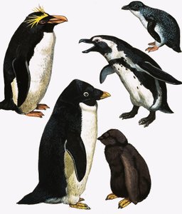 Pinguins de English School