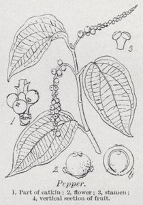 Pimenta (litho) de English School