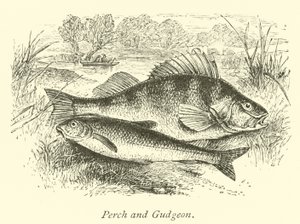 Poleiro e gudgeon de English School