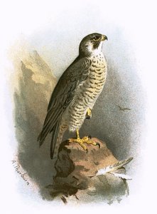 Falcão peregrino