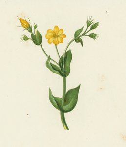 Perfoliar o mosto amarelo, Chlora Perfoliata (cor litho) de English School